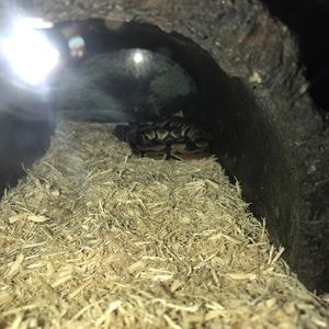 Meet your Posher, Lee